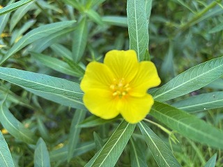 obananana1