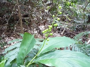 アオノクマタケラン2