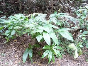 アオノクマタケラン1