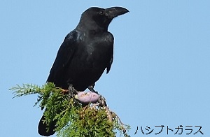 ハシブトガラス