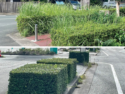 雑草が繁茂する植栽(上)と剪定された植栽(下)