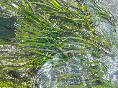 弁天島(中央区舞阪町)の沿岸で5年ぶりに育ったアマモ