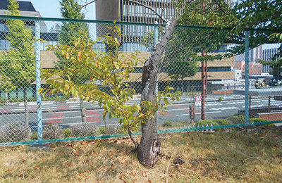 樹勢が衰えた桜