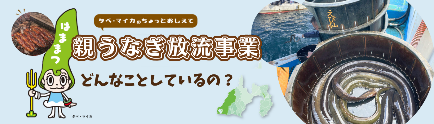 親うなぎ放流事業