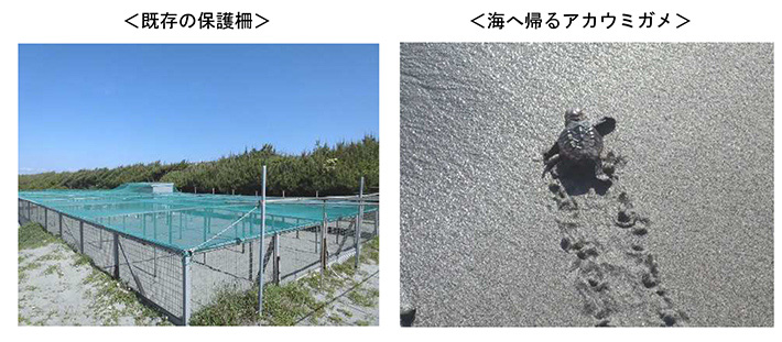 既存の保護柵　海へ帰るアカウミガメ