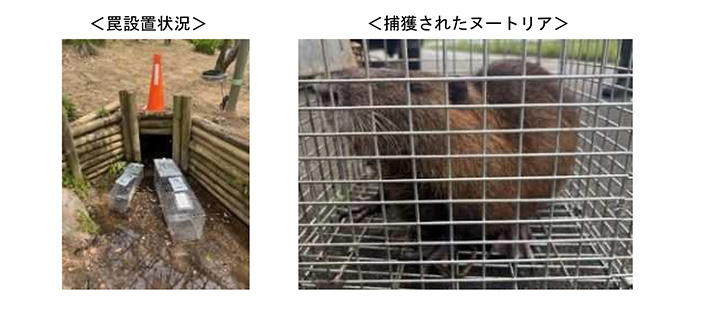 罠設置状況　捕獲されたヌートリア