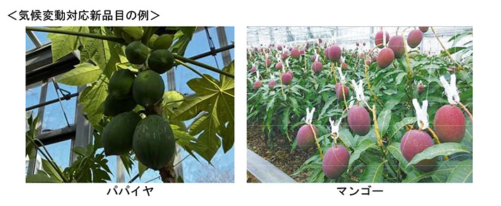 気候変動対応新品目の例