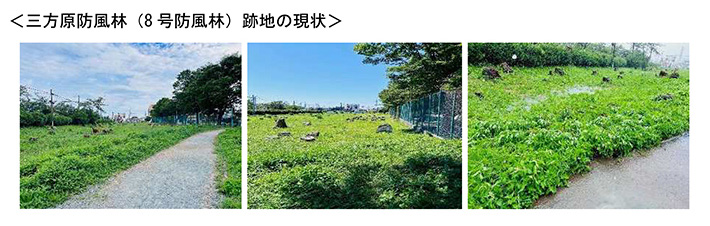 三方原防風林（8号防風林）跡地の現状