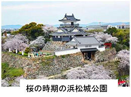 桜の時期の浜松城公園