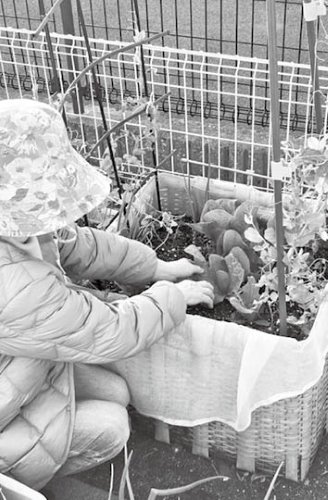 家庭菜園を楽しむ加枝さん（育夫さん撮影）