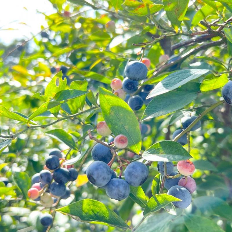 LENRIburuberry