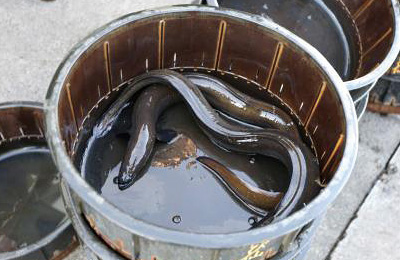 浜名湖産ウナギ