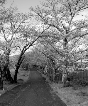 都田川沿いの桜（浅田さん撮影）