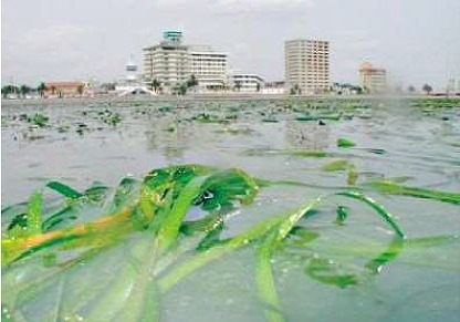 海浜公園