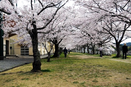 船明ダム運動公園内の桜