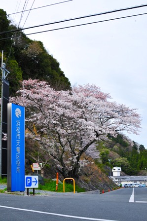 天竜区役所前の桜