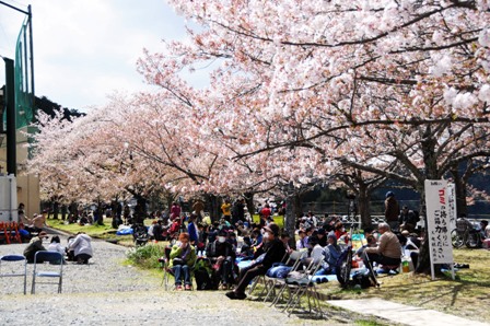 多くの人でにぎわう船明ダム運動公園の桜並木