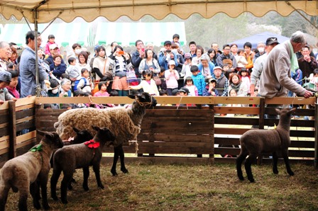 羊を見るために集まった人たち