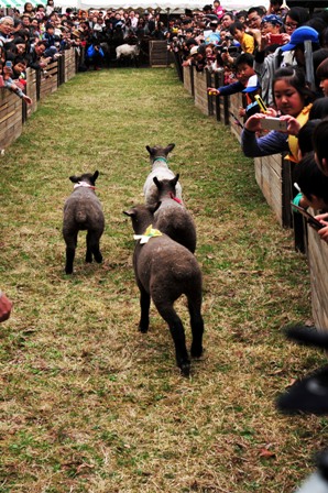 子羊のレースに興奮する観客たち