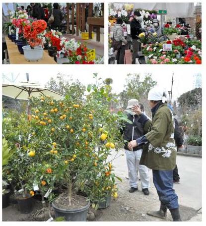 平成27年浜北植木まつり（外・中）