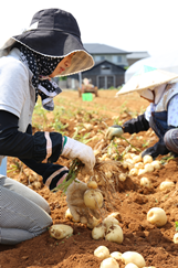 写真：馬鈴薯の収穫1