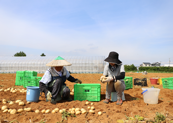 写真：馬鈴薯の収穫3