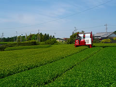 画像：浜松茶