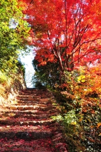紅葉が見事な公園へと続く階段
