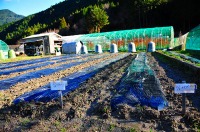 種がまかれ、野菜の芽が出るのを待つ農場