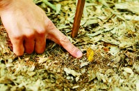 わずかに土から顔を出した筍