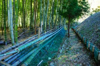 柵で囲った竹やぶ