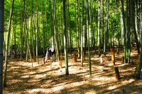 手入れが行き届いた竹やぶで筍掘りをする人