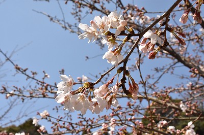 平成28年3月取材日記（さくらの里桜）