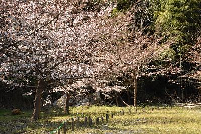 平成28年3月取材日記（さくらの里桜並木）