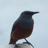 イカリ瀬の生物3