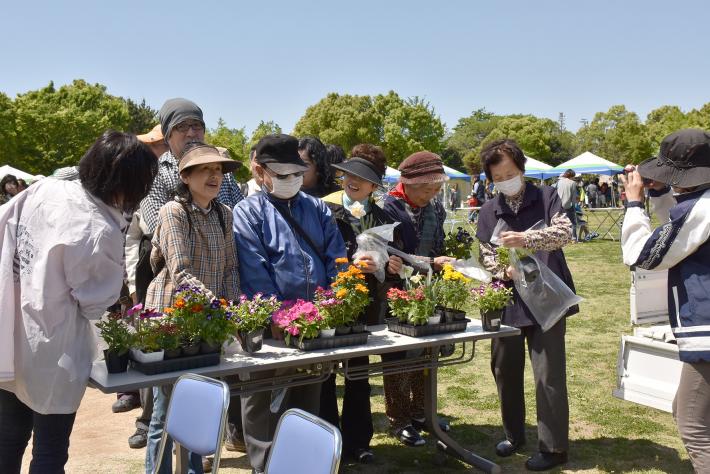 平成28年4月広報取材日記（グリフェスポット苗）