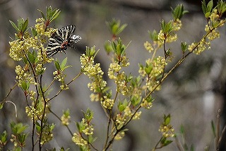 gihucyo1