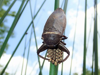 タガメ