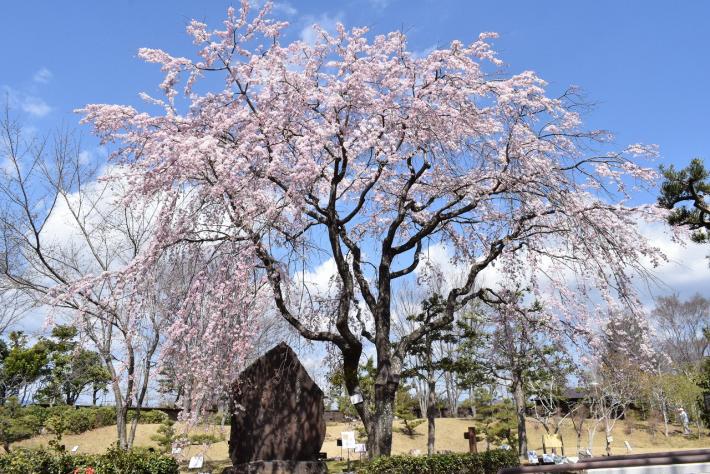 早春花まつり03