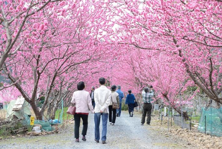 満開の花桃の下を探索する来場者