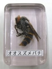 オオスズメバチ樹脂標本