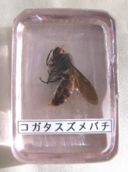 コガタスズメバチ樹脂標本