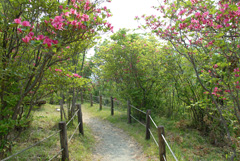 渋川ツツジ公園