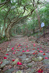 本坂峠　椿の原生林