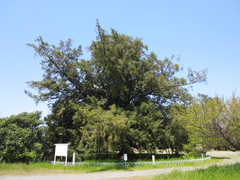 大カヤノキ