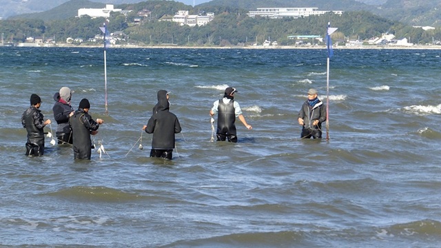アサリの育成・保護などにつながるアマモの植栽