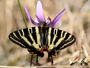 浜松市指定天然記念物のギフチョウ