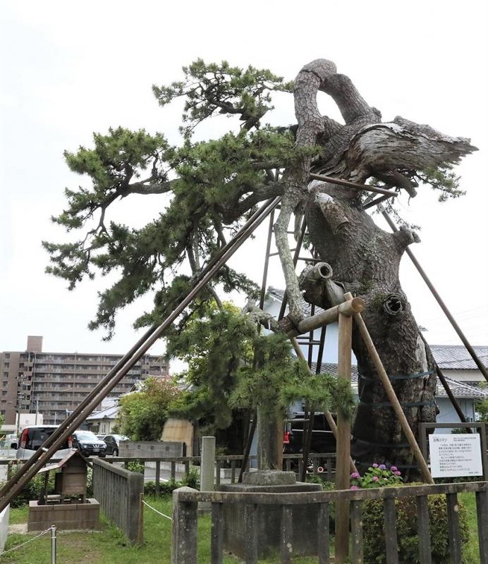 法橋の松（2021年6月撮影）