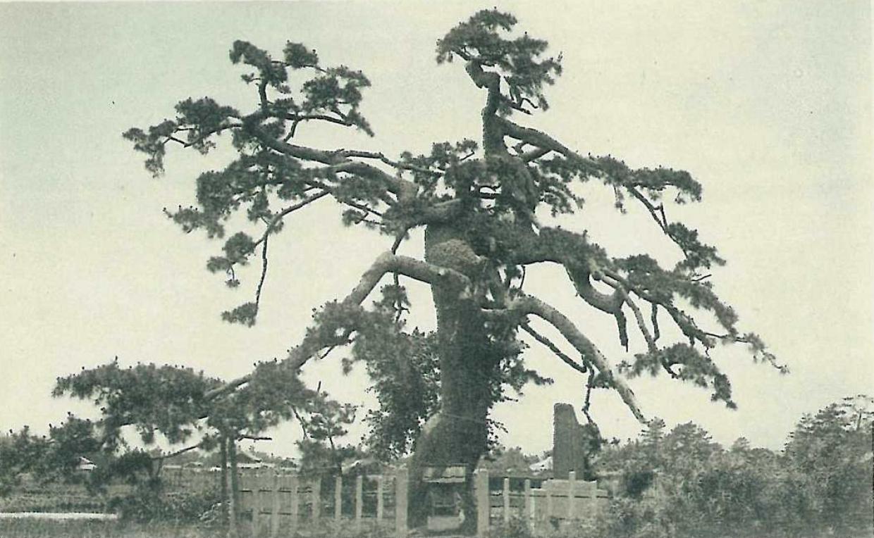 かつての法橋の松