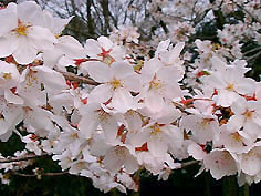 桜の風景